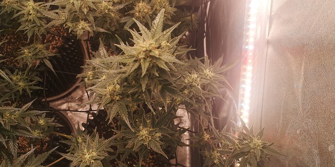 Growreport Bild 20