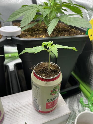 Growreport Bild 7