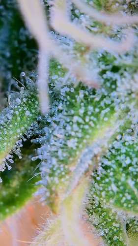 Growreport Bild 20