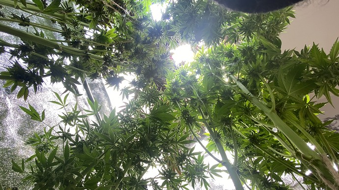 Growreport Bild 27