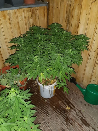 Growreport Bild 2