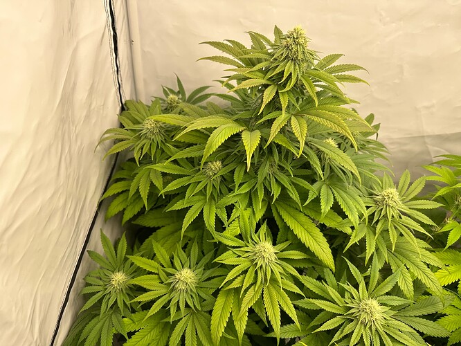Growreport Bild 1