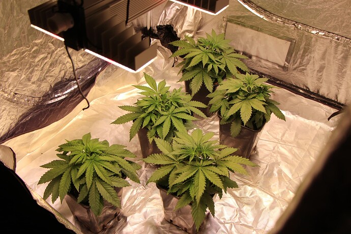 Growreport Bild 11