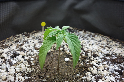 Ein junger Cannabis-Sämling mit zwei Reihen von Blättern und einem gelben Markierungsstab im Hintergrund.