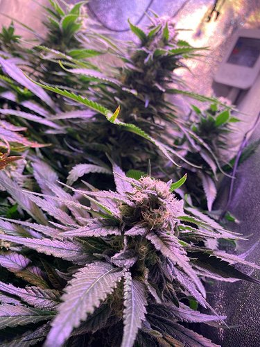 Growreport Bild 20