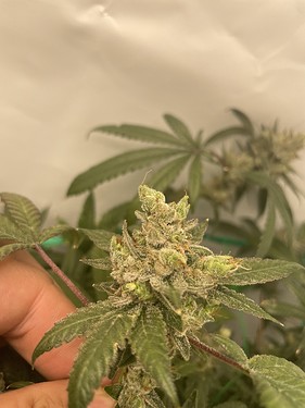Growreport Bild 6