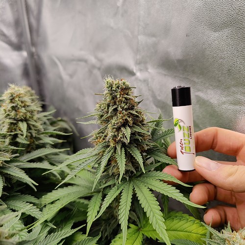 Growreport Bild 13