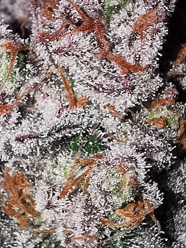 Growreport Bild 6