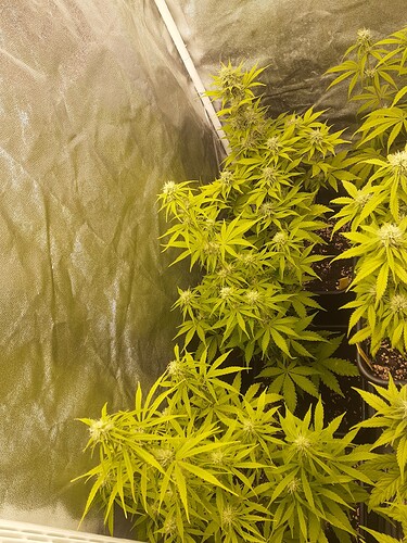 Growreport Bild 1