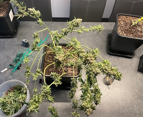 Growreport Bild 15