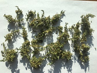 Growreport Bild 19