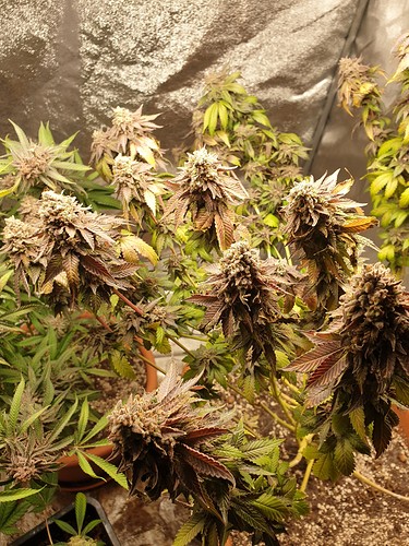 16300701367948510286210319721680