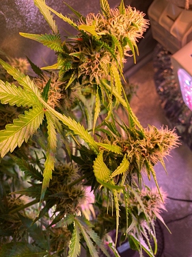 Growreport Bild 3