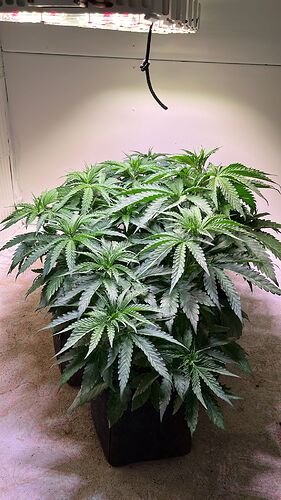Growreport Bild 2