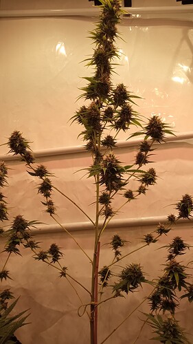 Growreport Bild 58