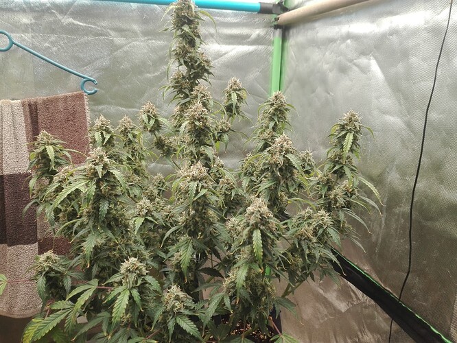 Growreport Bild 4
