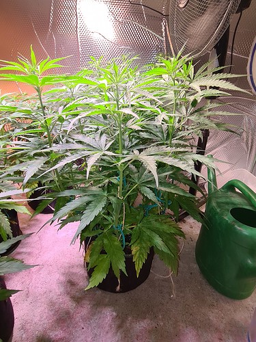 Growreport Bild 14