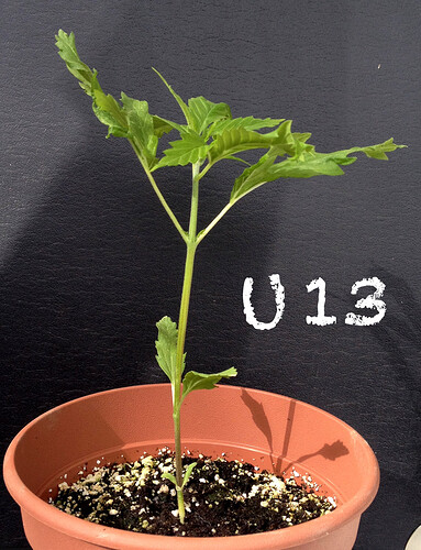 Growreport Bild 18