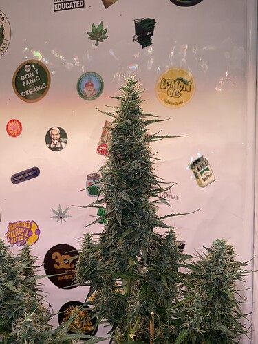 Growreport Bild 2