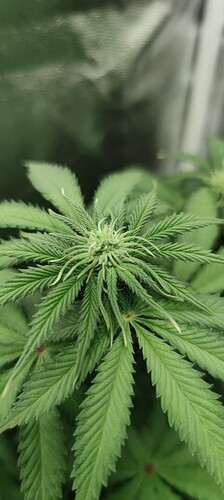Growreport Bild 7