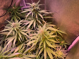 Growreport Bild 10