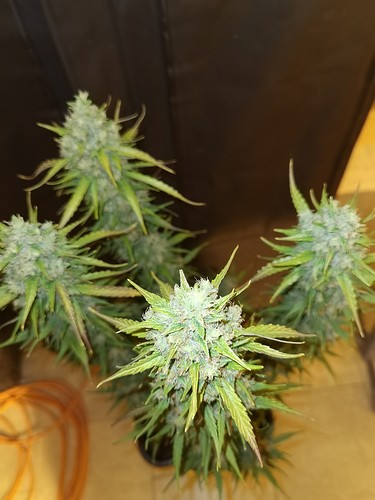 Growreport Bild 4
