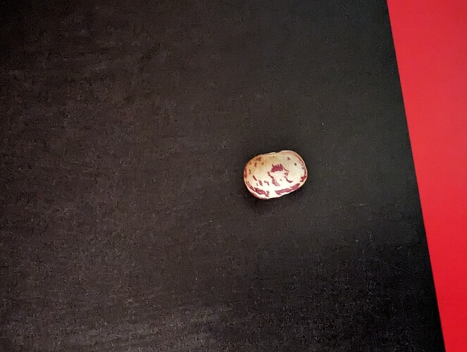 PXL_20230607_170621464.MP