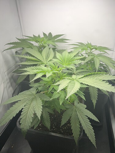 Growreport Bild 1
