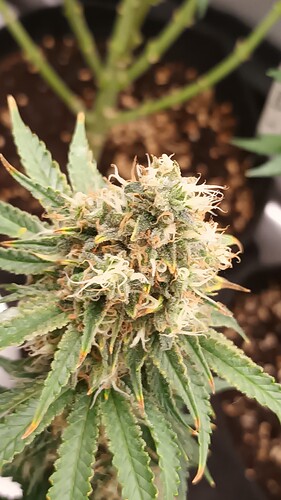 Growreport Bild 11