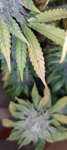 Growreport Bild 9