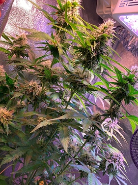 Growreport Bild 6