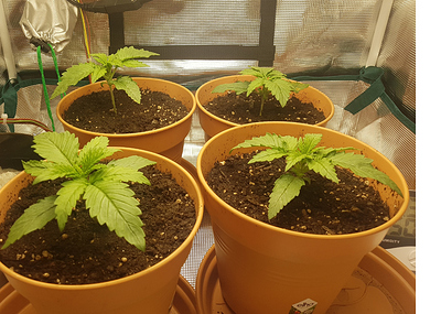 Growreport Bild 17