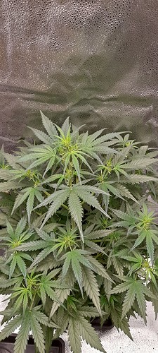 Growreport Bild 8