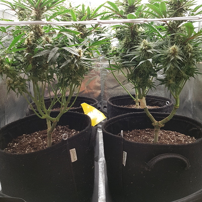 Growreport Bild 5