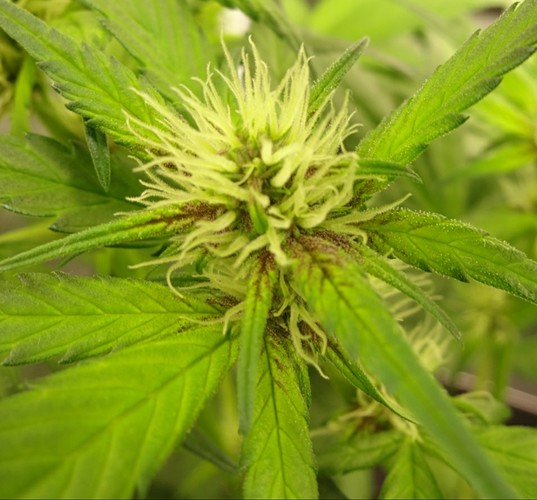Growreport Bild 15