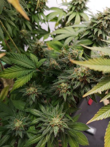Growreport Bild 5