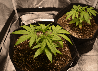 Growreport Bild 1