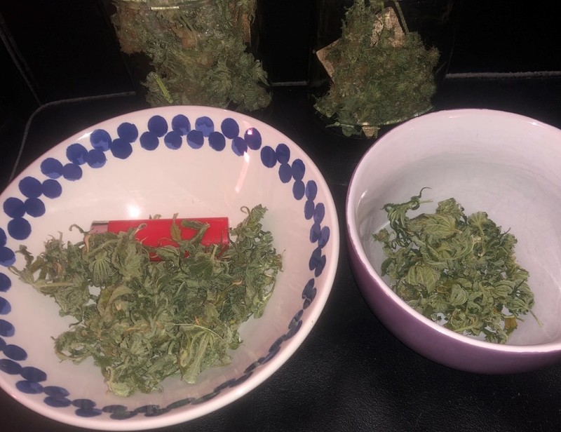 Dinafem 3x Critical+ (fem) | 1x Cheese (Bonusseed) | 120W GC4