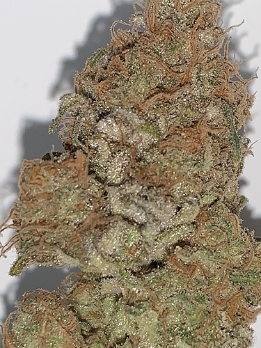 Growreport Bild 1