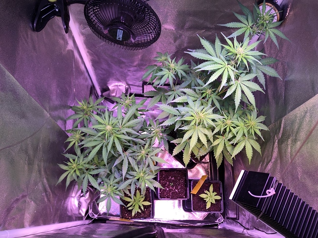 Growreport Bild 1