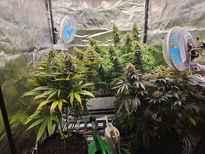 Growreport Bild 59