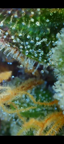 Growreport Bild 13