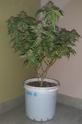 Growreport Bild 1