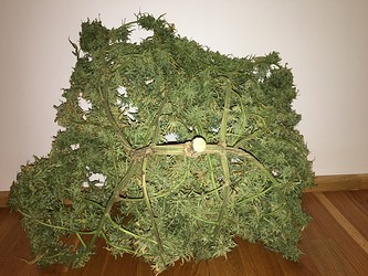 Growreport Bild 16