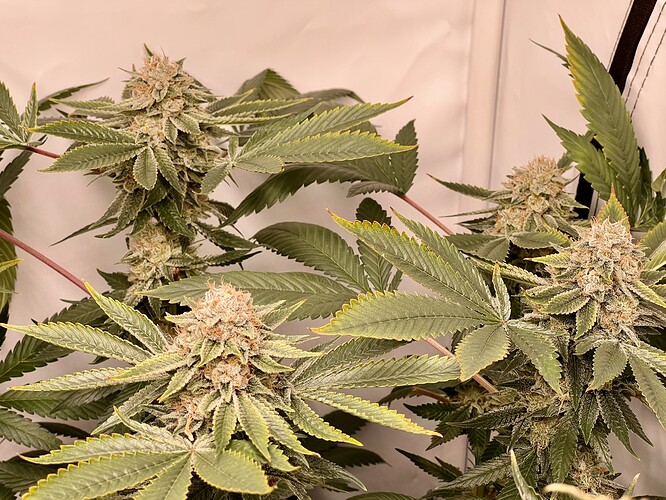 Growreport Bild 27