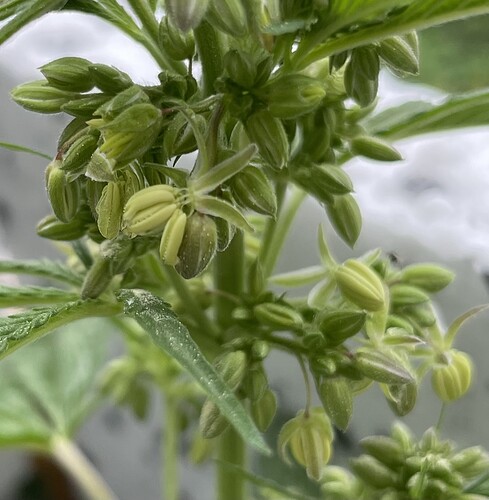 Growreport Bild 7