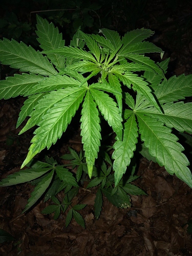 Growreport Bild 56