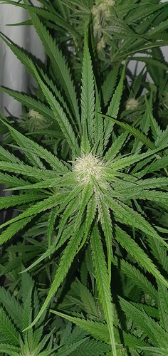 Growreport Bild 2
