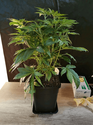 Growreport Bild 3