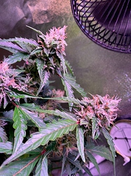 Growreport Bild 28